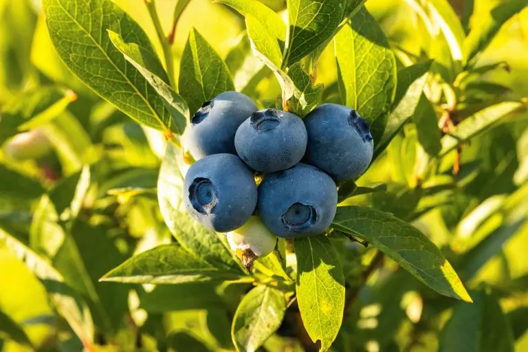 Blaubeeren