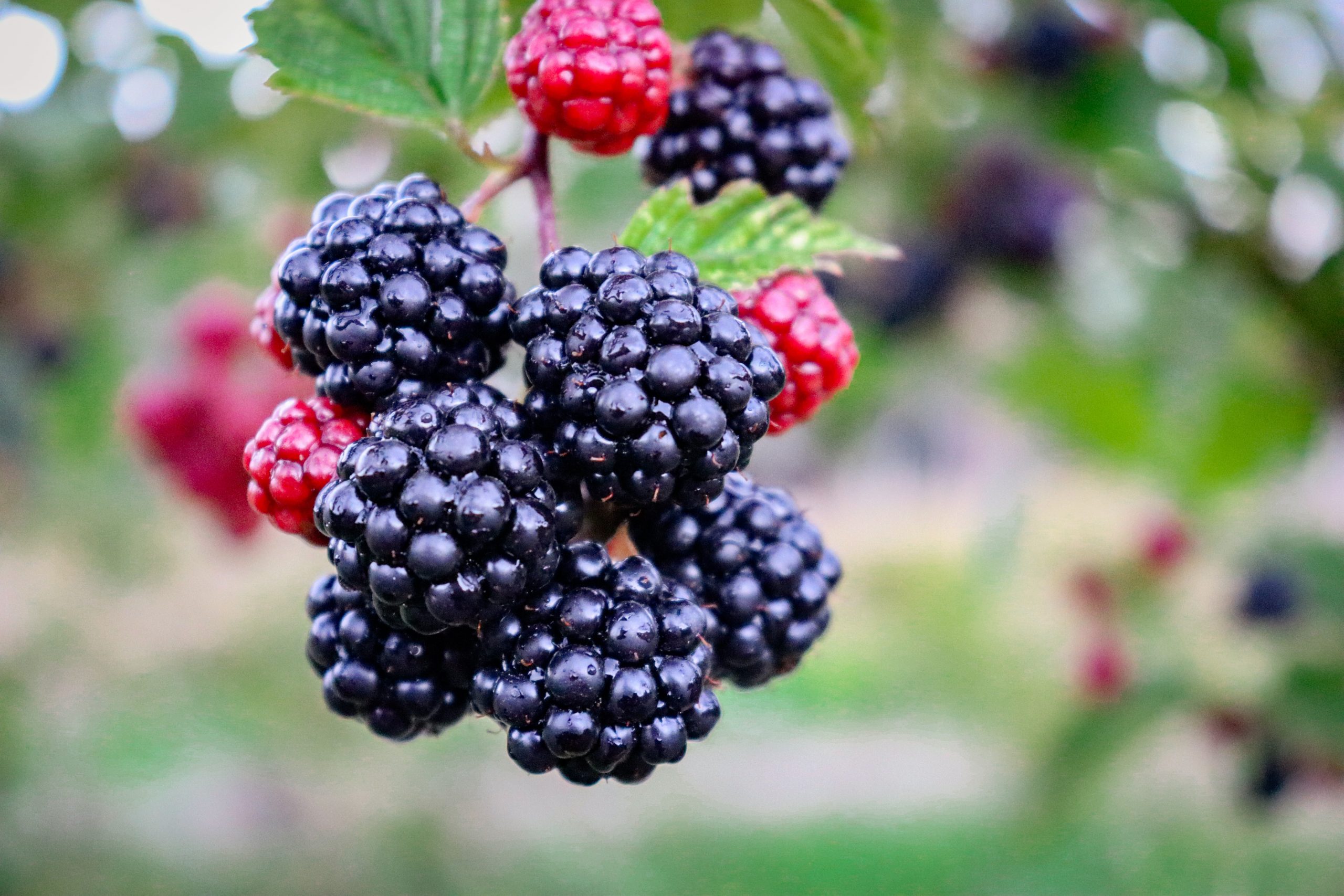 Brombeeren