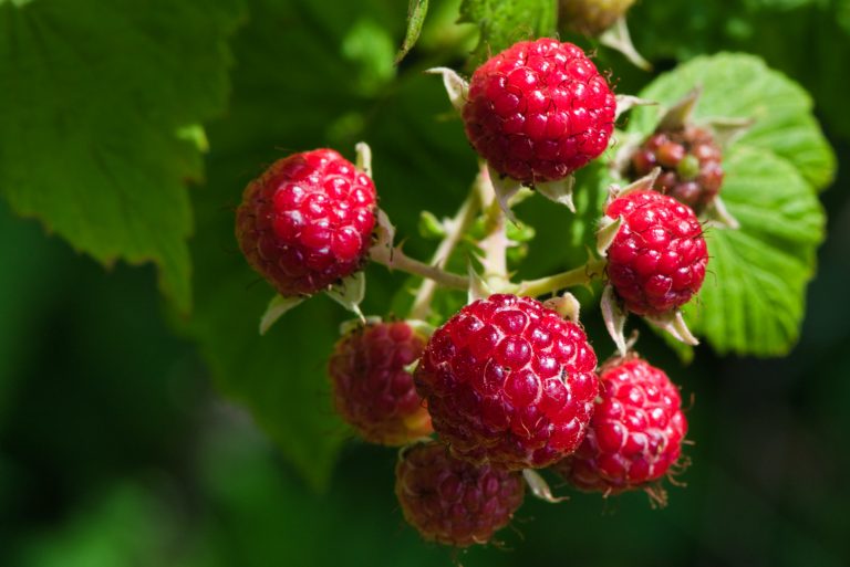 Himbeeren
